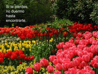 25.- Recuerda que tu no tienes el
    Si te pierdes,                  control de todo lo que te sucede,
                                    pero sí de lo que haces con ello.
    no duermo
    hasta
    encontrarte.

26.- Aprende algo nuevo cada día.




                                      27.- Lo que la demás gente piense
                                      de ti no es de tu incumbencia.
 
