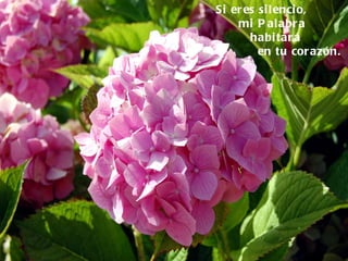 Si er es si l enci o,
    mi P alabr a
       habi tar á
         en tu cor azón.
 