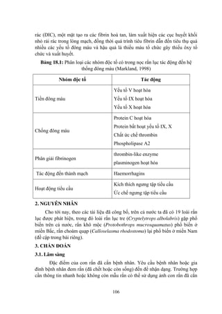 106
rác (DIC), một mặt tạo ra các fibrin hoà tan, làm xuất hiện các cục huyết khối
nhỏ rải rác trong lòng mạch, đồng thời quá trình tiêu fibrin dẫn đến tiêu thụ quá
nhiều các yếu tố đông máu và hậu quả là thiếu máu tổ chức gây thiếu ôxy tổ
chức và xuất huyết.
Bảng 18.1: Phân loại các nhóm độc tố có trong nọc rắn lục tác động đến hệ
thống đông máu (Markland, 1998)
Nhóm độc tố Tác động
Tiền đông máu
Yếu tố V hoạt hóa
Yếu tố IX hoạt hóa
Yếu tố X hoạt hóa
Chống đông máu
Protein C hoạt hóa
Protein bất hoạt yếu tố IX, X
Chất ức chế thrombin
Phospholipase A2
Phân giải fibrinogen
thrombin-like enzyme
plasminogen hoạt hóa
Tác động đến thành mạch Haemorrhagins
Hoạt động tiểu cầu
Kích thích ngƣng tập tiểu cầu
Ức chế ngƣng tập tiểu cầu
2. NGUYÊN NHÂN
Cho tới nay, theo các tài liệu đã công bố, trên cả nƣớc ta đã có 19 loài rắn
lục đƣợc phát hiện, trong đó loài rắn lục tre (Cryptelytrops albolabris) gặp phổ
biến trên cả nƣớc, rắn khô mộc (Protobothrops mucrosquamatus) phổ biến ở
miền Bắc, rắn choàm quạp (Calloselasma rhodostoma) lại phổ biến ở miền Nam
(đề cập trong bài riêng).
3. CHẨN ĐOÁN
3.1. Lâm sàng
Đặc điểm của con rắn đã cắn bệnh nhân. Yêu cầu bệnh nhân hoặc gia
đình bệnh nhân đem rắn (đã chết hoặc còn sống) đến để nhận dạng. Trƣờng hợp
cần thông tin nhanh hoặc không còn mẫu rắn có thể sử dụng ảnh con rắn đã cắn
 