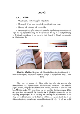 120
ONG ĐỐT
1. ĐẠI CƢƠNG
Ong thuộc họ cánh màng gồm 2 họ chính:
Họ ong vò vẽ bao gồm: ong vò vẽ, ong bắp cày, ong vàng.
Họ ong mật gồm ong mật và ong bầu.
Bộ phận gây độc gồm túi nọc và ngòi nằm ở phần bụng sau của con cái.
Ngòi của ong mật có hình răng cƣa do vậy sau khi đốt ong bị xé rách phần bụng
và để lại ngòi ong trên da và con ong sẽ bị chết. Ong vò vẽ thì ngòi ong trơn nên
có thể đốt nhiều lần.
Hình 20.1 đến 20.4: Ngòi ong mật (hình trên bên trái), và ngòi ong vò vẽ
(hình trên bên phải), ong mật đốt ngƣời để lại ngòi và một phần mô bụng (2 hình
dƣới)
Nọc ong có khoảng 40 thành phần bao gồm các enzyme nhƣ
phospholipase A2, hyaluronidase, cholinesterase, serotonin, catecholamin,
peptid, melitin, các peptit hủy tế bào mast, apamin, các amin có hoạt tính sinh
học. Melittin: chiếm 50% trọng lƣợng của nọc khô, làm tổn thƣơng màng tế bào
do có tác dụng nhƣ một chất tẩy. Apamin: độc tố thần kinh tác động chủ yếu lên
tủy sống; phospholipase A2 có tác dụng làm vỡ hồng cầu, hyaluronidase có tác
dụng hủy acid hyaluronic của tổ chức liên kết làm nọc ong lan nhanh. Đa số các
thành phần của nọc ong có trọng lƣợng phân tử thấp (từ 1,2 – 170 kd) nên có thể
 