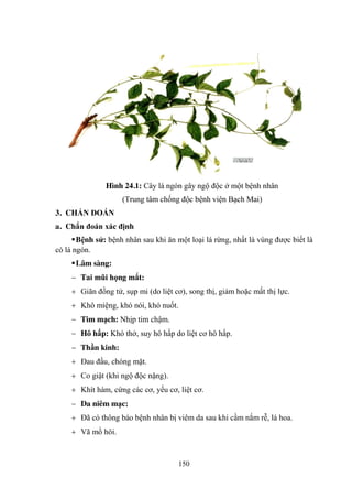 150
Hình 24.1: Cây lá ngón gây ngộ độc ở một bệnh nhân
(Trung tâm chống độc bệnh viện Bạch Mai)
3. CHẨN ĐOÁN
a. Chẩn đoán xác định
Bệnh sử: bệnh nhân sau khi ăn một loại lá rừng, nhất là vùng đƣợc biết là
có lá ngón.
Lâm sàng:
Tai mũi họng mắt:
Giãn đồng tử, sụp mi (do liệt cơ), song thị, giảm hoặc mất thị lực.
Khô miệng, khó nói, khó nuốt.
Tim mạch: Nhịp tim chậm.
Hô hấp: Khó thở, suy hô hấp do liệt cơ hô hấp.
Thần kinh:
Đau đầu, chóng mặt.
Co giật (khi ngộ độc nặng).
Khít hàm, cứng các cơ, yếu cơ, liệt cơ.
Da niêm mạc:
Đã có thông báo bệnh nhân bị viêm da sau khi cầm nắm rễ, lá hoa.
Vã mồ hôi.
 