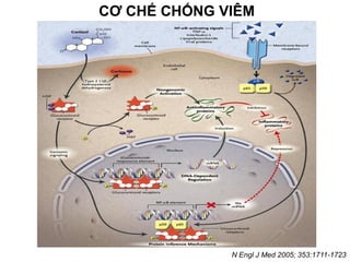 N Engl J Med 2005; 353:1711-1723
CƠ CHẾ CHỐNG VIÊM
 