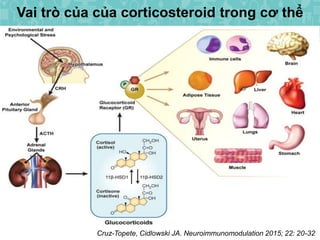 Vai trò của của corticosteroid trong cơ thể
Cruz-Topete, Cidlowski JA. Neuroimmunomodulation 2015; 22: 20-32
 