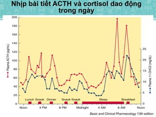 Nhịp bài tiết ACTH và cortisol dao động
trong ngày
Basic and Clinical Pharmacology 13th edition
 