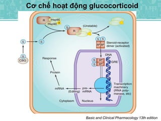 Cơ chế hoạt động glucocorticoid
Basic and Clinical Pharmacology 13th edition
 