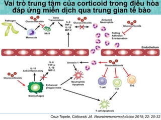 Vai trò trung tâm của corticoid trong điều hòa
đáp ứng miễn dịch qua trung gian tế bào
Cruz-Topete, Cidlowski JA. Neuroimmunomodulation 2015; 22: 20-32
 