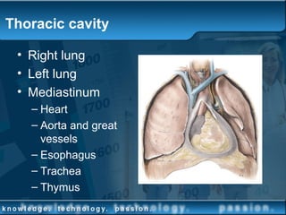 Thoracic cavity
• Right lung
• Left lung
• Mediastinum
– Heart
– Aorta and great
vessels
– Esophagus
– Trachea
– Thymus
 