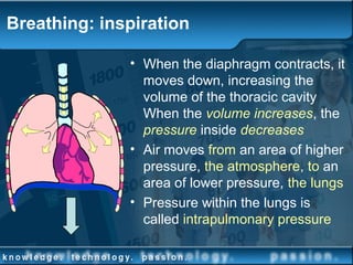 Breathing: inspiration
• When the diaphragm contracts, it
moves down, increasing the
volume of the thoracic cavity
When the volume increases, the
pressure inside decreases
• Air moves from an area of higher
pressure, the atmosphere, to an
area of lower pressure, the lungs
• Pressure within the lungs is
called intrapulmonary pressure
 