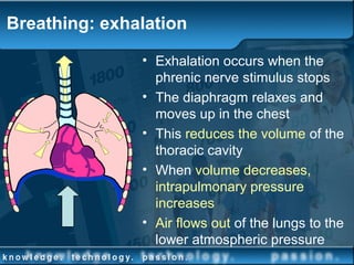 Breathing: exhalation
• Exhalation occurs when the
phrenic nerve stimulus stops
• The diaphragm relaxes and
moves up in the chest
• This reduces the volume of the
thoracic cavity
• When volume decreases,
intrapulmonary pressure
increases
• Air flows out of the lungs to the
lower atmospheric pressure
 