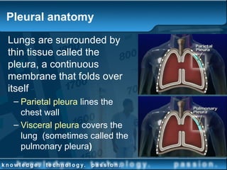 Lungs are surrounded by
thin tissue called the
pleura, a continuous
membrane that folds over
itself
– Parietal pleura lines the
chest wall
– Visceral pleura covers the
lung (sometimes called the
pulmonary pleura)
Pleural anatomy
 