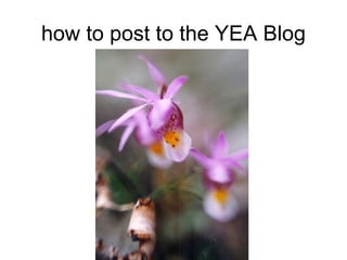 how to post to the YEA Blog 
