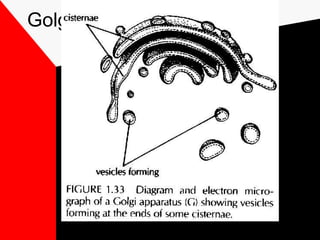Golgi Apparatus
 