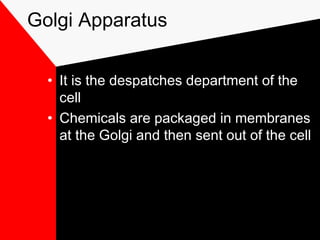 Golgi Apparatus
• It is the despatches department of the
cell
• Chemicals are packaged in membranes
at the Golgi and then sent out of the cell
 