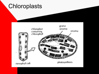 Chloroplasts
 