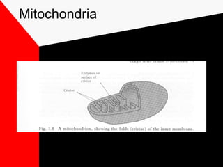 Mitochondria
 