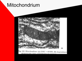Mitochondrium
 