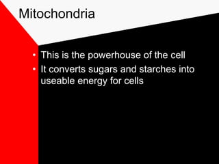 Mitochondria
• This is the powerhouse of the cell
• It converts sugars and starches into
useable energy for cells
 