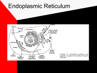 Endoplasmic Reticulum
 