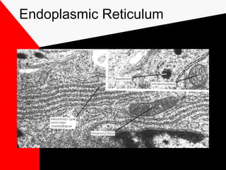 Endoplasmic Reticulum
 