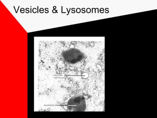 Vesicles & Lysosomes
 