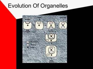 Evolution Of Organelles
 
