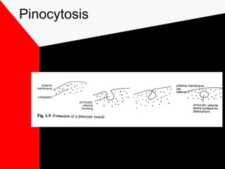 Pinocytosis
 
