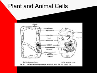 Plant and Animal Cells
 