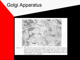 Golgi Apparatus
 