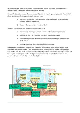Decomposers break down the proteins in rotting plants and animals and urea in animal waste into
ammonia (NH3). The nitrogen in these organisms is recycled.
Nitrogen fixation is the process of turning nitrogen from the air into nitrogen compounds in the soil which
plants can then use. This happens through two main ways:
1. Lightning – the energy in a bolt of lightning makes the nitrogen in the air with the
oxygen in the air to give nitrates.
2. Nitrogen – fixing bacteria in the roots and soil.
There are four different types of bacteria involved in this cycle:
a) Decomposers – decompose proteins and urea and turn them into ammonia
b) Nitrifying bacteria – turn ammonia in decaying matter into nitrates
c) Nitrogen-fixing bacteria – turn atmospheric nitrogen into nitrogen compounds that
plants can use.
d) Denitrifying bacteria – turn nitrates back into nitrogen gas
Some nitrogen-fixing bacteria live in the soil. Others live in the nodules on the roots of legume plants
(remember they’re often used as a crop in crop rotations as legume plants are good at putting nitrogen
back into the soil). The plants have a mutualistic relationship with the bacteria, this means the bacteria get
food (sugars) from the plant and the plant gets nitrogen compounds from the bacteria to make into
proteins – it is a relationship that benefits them both.
 