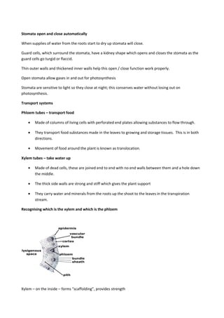 Stomata open and close automatically
When supplies of water from the roots start to dry up stomata will close.
Guard cells, which surround the stomata, have a kidney shape which opens and closes the stomata as the
guard cells go turgid or flaccid.
Thin outer walls and thickened inner walls help this open / close function work properly.
Open stomata allow gases in and out for photosynthesis
Stomata are sensitive to light so they close at night; this conserves water without losing out on
photosynthesis.
Transport systems
Phloem tubes – transport food
• Made of columns of living cells with perforated end plates allowing substances to flow through.
• They transport food substances made in the leaves to growing and storage tissues. This is in both
directions.
• Movement of food around the plant is known as translocation.
Xylem tubes – take water up
• Made of dead cells, these are joined end to end with no end walls between them and a hole down
the middle.
• The thick side walls are strong and stiff which gives the plant support
• They carry water and minerals from the roots up the shoot to the leaves in the transpiration
stream.
Recognising which is the xylem and which is the phloem
Xylem – on the inside – forms “scaffolding”, provides strength
 