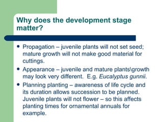 Why does the development stage matter? Propagation – juvenile plants will not set seed; mature growth will not make good material for cuttings. Appearance – juvenile and mature plants\growth may look very different.  E.g.  Eucalyptus gunnii .  Planning planting – awareness of life cycle and its duration allows succession to be planned. Juvenile plants will not flower – so this affects planting times for ornamental annuals for example. 