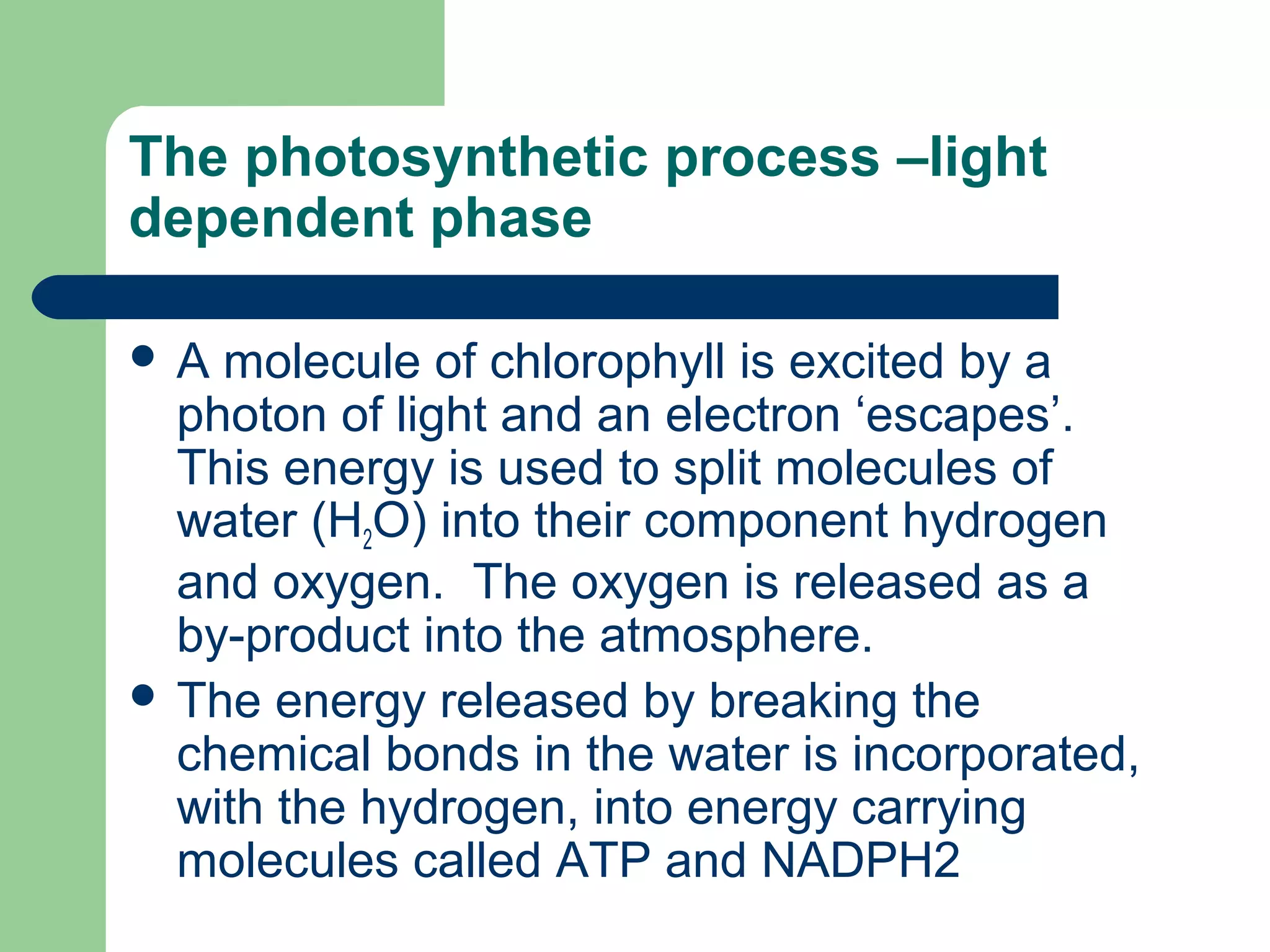 The photosynthetic process –light
dependent phase
A

molecule of chlorophyll is excited by a
photon of light and an electron ‘escapes’.
This energy is used to split molecules of
water (H2O) into their component hydrogen
and oxygen. The oxygen is released as a
by-product into the atmosphere.
 The energy released by breaking the
chemical bonds in the water is incorporated,
with the hydrogen, into energy carrying
molecules called ATP and NADPH2

 