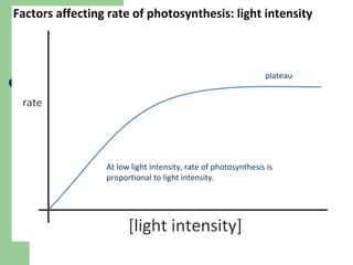 plateau

At low light intensity, rate of photosynthesis is
proportional to light intensity.

 