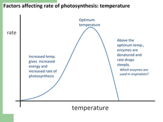 Optimum
temperature

Increased temp.
gives increased
energy and
increased rate of
photosynthesis

Above the
optimum temp.,
enzymes are
denatured and
rate drops
steeply.
Which enzymes are
used in respiration?

 