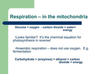 Respiration – in the mitochondria
Glucose + oxygen →carbon dioxide + water+
energy
•Looks

familiar? It’s the chemical equation for
photosynthesis in reverse!
•Anaerobic

fermentation

respiration – does not use oxygen. E.g.

Carbohydrate > (enzymes) = ethanol + carbon
dioxide + energy

 