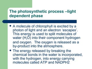 The photosynthetic process –light
dependent phase
A

molecule of chlorophyll is excited by a
photon of light and an electron ‘escapes’.
This energy is used to split molecules of
water (H2O) into their component hydrogen
and oxygen. The oxygen is released as a
by-product into the atmosphere.
 The energy released by breaking the
chemical bonds in the water is incorporated,
with the hydrogen, into energy carrying
molecules called ATP and NADPH2

 