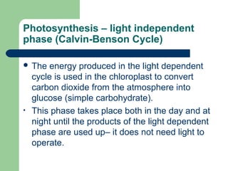 Photosynthesis – light independent
phase (Calvin-Benson Cycle)
 The

•

energy produced in the light dependent
cycle is used in the chloroplast to convert
carbon dioxide from the atmosphere into
glucose (simple carbohydrate).
This phase takes place both in the day and at
night until the products of the light dependent
phase are used up– it does not need light to
operate.

 