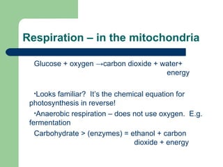 Respiration – in the mitochondria Glucose + oxygen  ->carbon dioxide + water+    energy Looks familiar?  It’s the chemical equation for photosynthesis in reverse! Anaerobic respiration – does not use oxygen.  E.g. fermentation Carbohydrate > (enzymes) = ethanol + carbon  dioxide + energy 