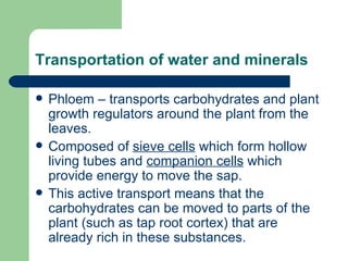 Transportation of water and minerals Phloem – transports carbohydrates and plant growth regulators around the plant from the leaves. Composed of  sieve cells  which form hollow living tubes and  companion cells  which provide energy to move the sap. This active transport means that the carbohydrates can be moved to parts of the plant (such as tap root cortex) that are already rich in these substances. 