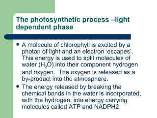 The photosynthetic process –light dependent phase A molecule of chlorophyll is excited by a photon of light and an electron ‘escapes’. This energy is used to split molecules of water (H 2 O) into their component hydrogen and oxygen.  The oxygen is released as a by-product into the atmosphere.  The energy released by breaking the chemical bonds in the water is incorporated, with the hydrogen, into energy carrying molecules called ATP and NADPH2 