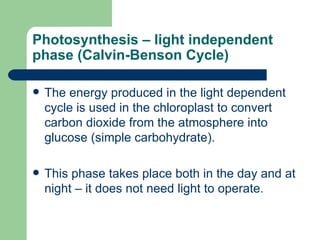 Photosynthesis – light independent phase (Calvin-Benson Cycle) The energy produced in the light dependent cycle is used in the chloroplast to convert carbon dioxide from the atmosphere into glucose (simple carbohydrate).  This phase takes place both in the day and at night – it does not need light to operate. 