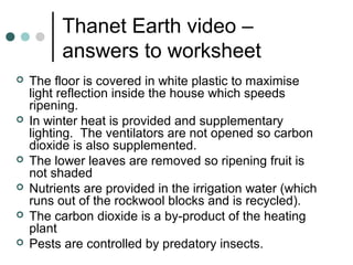 Thanet Earth video –
answers to worksheet
 The floor is covered in white plastic to maximise
light reflection inside the house which speeds
ripening.
 In winter heat is provided and supplementary
lighting. The ventilators are not opened so carbon
dioxide is also supplemented.
 The lower leaves are removed so ripening fruit is
not shaded
 Nutrients are provided in the irrigation water (which
runs out of the rockwool blocks and is recycled).
 The carbon dioxide is a by-product of the heating
plant
 Pests are controlled by predatory insects.
 