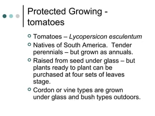 Protected Growing -
tomatoes
 Tomatoes – Lycopersicon esculentum
 Natives of South America. Tender
perennials – but grown as annuals.
 Raised from seed under glass – but
plants ready to plant can be
purchased at four sets of leaves
stage.
 Cordon or vine types are grown
under glass and bush types outdoors.
 