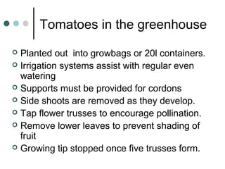 Tomatoes in the greenhouse
 Planted out into growbags or 20l containers.
 Irrigation systems assist with regular even
watering
 Supports must be provided for cordons
 Side shoots are removed as they develop.
 Tap flower trusses to encourage pollination.
 Remove lower leaves to prevent shading of
fruit
 Growing tip stopped once five trusses form.
 