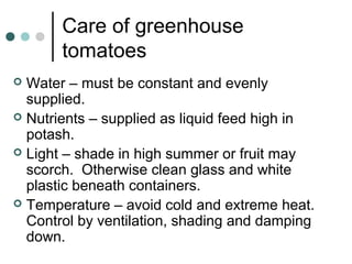 Care of greenhouse
tomatoes
 Water – must be constant and evenly
supplied.
 Nutrients – supplied as liquid feed high in
potash.
 Light – shade in high summer or fruit may
scorch. Otherwise clean glass and white
plastic beneath containers.
 Temperature – avoid cold and extreme heat.
Control by ventilation, shading and damping
down.
 