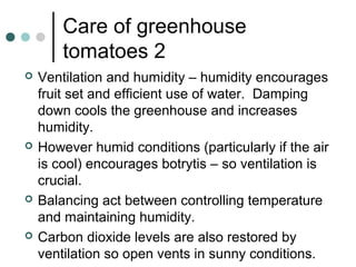 Care of greenhouse
tomatoes 2
 Ventilation and humidity – humidity encourages
fruit set and efficient use of water. Damping
down cools the greenhouse and increases
humidity.
 However humid conditions (particularly if the air
is cool) encourages botrytis – so ventilation is
crucial.
 Balancing act between controlling temperature
and maintaining humidity.
 Carbon dioxide levels are also restored by
ventilation so open vents in sunny conditions.
 