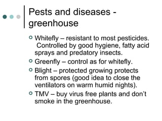 Pests and diseases -
greenhouse
 Whitefly – resistant to most pesticides.
Controlled by good hygiene, fatty acid
sprays and predatory insects.
 Greenfly – control as for whitefly.
 Blight – protected growing protects
from spores (good idea to close the
ventilators on warm humid nights).
 TMV – buy virus free plants and don’t
smoke in the greenhouse.
 