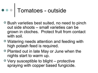 Tomatoes - outside
 Bush varieties best suited, no need to pinch
out side shoots – small varieties can be
grown in cloches. Protect fruit from contact
with soil.
 Watering needs attention and feeding with
high potash feed is required.
 Planted out in late May or June when the
nights start to warm up.
 Very susceptible to blight – protective
spraying with copper based fungicide.
 
