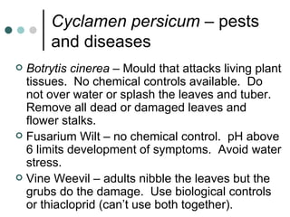 Cyclamen persicum  – pests and diseases Botrytis cinerea  – Mould that attacks living plant tissues.  No chemical controls available.  Do not over water or splash the leaves and tuber.  Remove all dead or damaged leaves and flower stalks. Fusarium Wilt – no chemical control.  pH above 6 limits development of symptoms.  Avoid water stress. Vine Weevil – adults nibble the leaves but the grubs do the damage.  Use biological controls or thiacloprid (can’t use both together). 