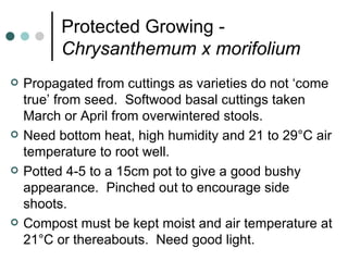 Protected Growing -  Chrysanthemum x morifolium Propagated from cuttings as varieties do not ‘come true’ from seed.  Softwood basal cuttings taken March or April from overwintered stools. Need bottom heat, high humidity and 21 to 29°C air temperature to root well. Potted 4-5 to a 15cm pot to give a good bushy appearance.  Pinched out to encourage side shoots. Compost must be kept moist and air temperature at 21°C or thereabouts.  Need good light. 